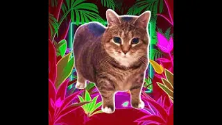 OIIA OIIA Spinning Cat Pt 7  OIIA OIIA Spinning Cat Pt 7
