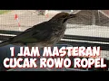 Download Lagu 1 jam masteran cucak rowo ropel