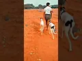 Download Lagu hunting whatsapp status Tamil 💥💥#animal #chippiparai #cute #dog #pets #tamil