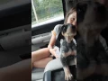 Our Bluetick Coonhound baying