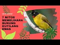 Download Lagu 7 Mitos Memelihara Burung Kutilang Emas