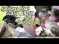 Download Lagu SUARA PIKAT KUTILANG RIBUT paling ampuh pikat kutilang liar di hutan paling ampuh durasi 1 jam