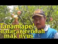 Download Lagu Tabulampot apel  di dataran rendah juga bisa Berbuah