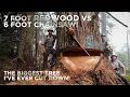 Download Lagu The Biggest Tree I've Ever Cut! Felling a 7ft Diameter Redwood Tree in California!