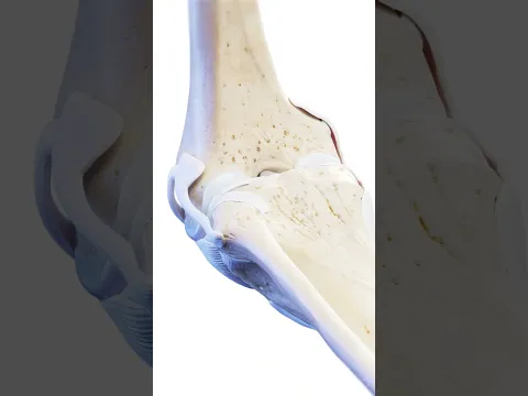 Your Knee Bends 10,000+ Times a Day. Here's What Holds It Together #Shorts #Anatomy