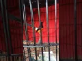 Download Lagu Murai Ternakan Pakdhe Bird Farm Isian brinji