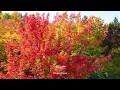 Positive Morning - October Songs 🍂 Start your day positively with me 🍂 Indie/Pop/Folk/Acoustic