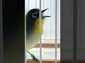Download Lagu Pleci Ngriwik Enak #birds #birdsong #pleci #shorts