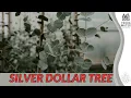 Growing SILVER DOLLAR TREE Quick Tips for Eucalyptus cinerea