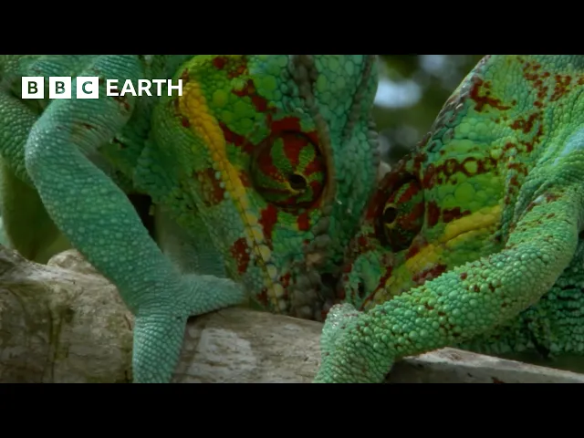 Video: Madagascar's Most Amazing Wildlife | BBC Earth