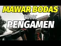MAWAR BODAS (versi pengamen) Cover by (Baraya Qizal)