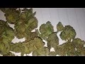 Animal Cookies Strain close up