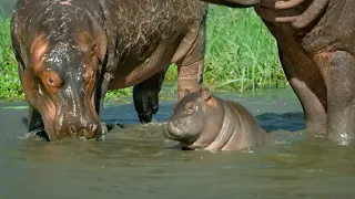 Mother Hippo Fights to Protect Her Calf Natural World BBC Earth