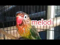 Lagu Lovebird fighter durasi 1 menit