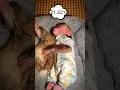 Download Lagu Lovely Monkey sleep with Rabbit #rabbit #monkey #shorts #video