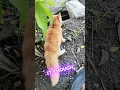 Download Lagu ❤cute little kitty💕