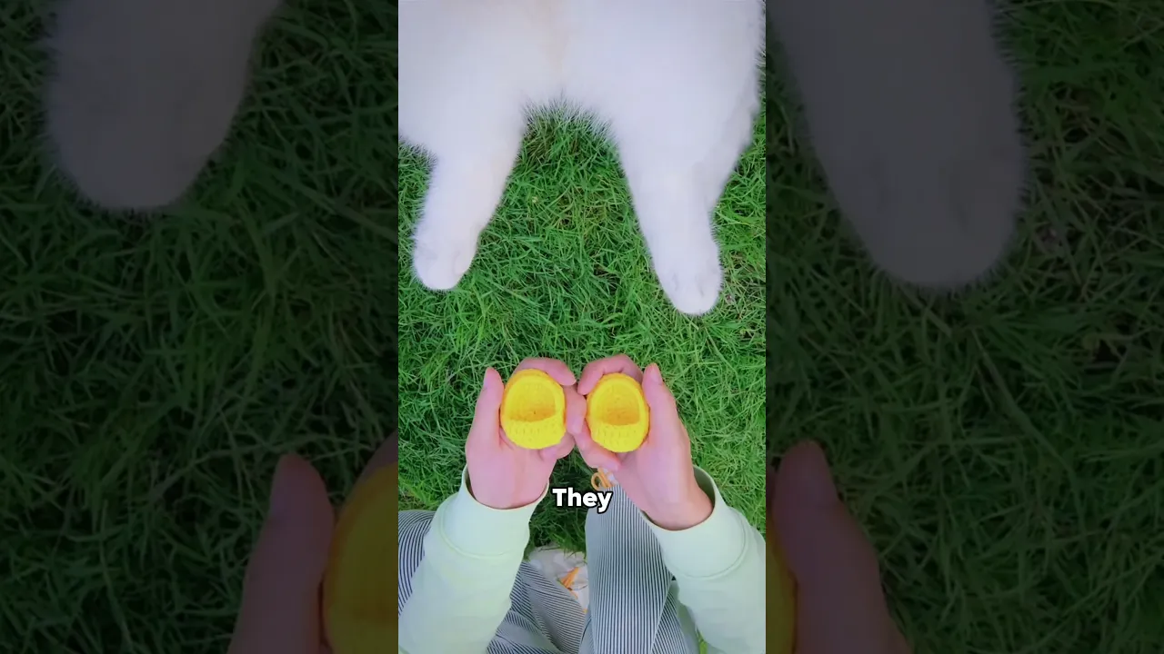 Cat's yellow slippers