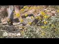 Allergy season getting worse in Arizona experts say