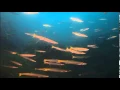 Download Lagu Dusk Dive - Tioman Tiger reef