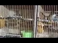 Download Lagu obral segala macam jenis burung dari burung masteran sampai murai batu semua kita cuci gudang
