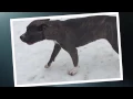 We visited the cute dogs at the Tri-Cities Animal Shelter