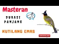 Download Lagu Masteran Kutilang Emas Gacor Full Isian Jernih Durasi Panjang mp3