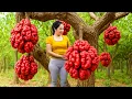 Download Lagu Harvesting 100 Royal Red Grapefruit Go to Market Sell | Cooking on The Farm | An Phu Daily Life