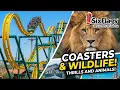 Six Flags Discovery Kingdom Vallejo California Full Walking Tour 2026