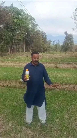 कांगड़ा के किसान चुन्नीलाल ने गेहूं की बेहतर खेती के लिए कौन सी खाद का किया इस्तेमाल  | वनइंडिया