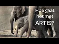 Lagu Sil bij het pasgeboren olifantje - Hoe gaat het met ARTIS #13