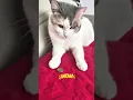 Download Lagu So goodddd #shorts #cats #fypviralシ