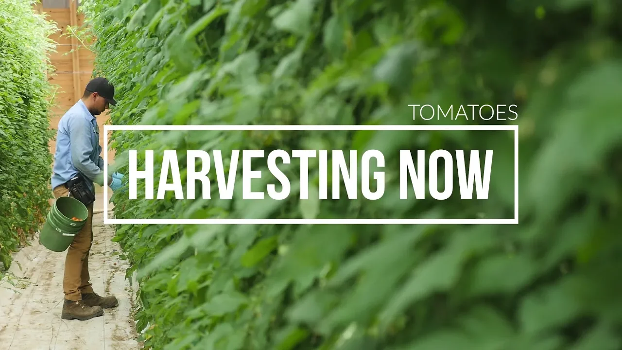 Harvesting Now   Tomatoes