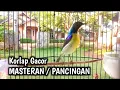 Lagu Pancingan | masteran kolibri kelpaa