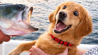 funniest animal videos that ll make your day