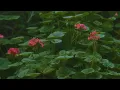 Vagus Nerve Reset Meditation | Somatic Practice for Deep Nervous System Renewal