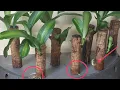 Download Lagu FORTUNE PLANT//HOW TO PROPAGATE IN WATER