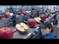 Lagu Inside a Modern Apple Factory: From Orchard Harvest to Fresh Apple Juice (Full Process)