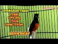 Download Lagu Kretekan pedas murai batu untuk pancingan murai batu yang malas bunyi