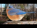 Download Lagu I Love Eastern Bluebirds
