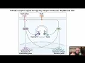 3 4 Pattern Recognition Receptors Immunology 2025