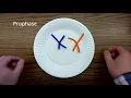 The Cell Cycle Mitosis - Pipe Cleaners Demonstration