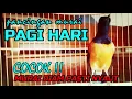 Download Lagu COCOK UNTUK PANCINGAN MURAI DI PAGI HARI, MURAI DIAM PASTI NYAUT❗❗