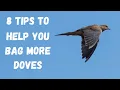 8 Tips For Dove Hunting