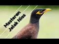 Download Lagu Kicau Burung Jalak Nias: Suara Isian Dan Masteran Mantap