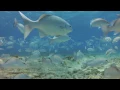 Tycho - Coastal Brake //Music Video
