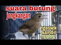 Download Lagu JONGKANGAN GACOR SUARA NGERIWIK SAMBIL NGEPLONG
