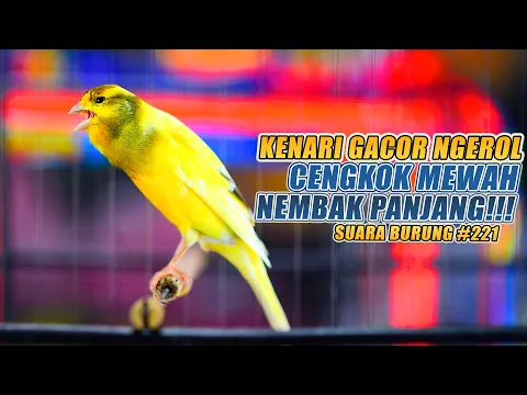Download MP3 SUARA BURUNG |221| Kenari GACOR PANJANG INI Cocok untuk Masteran KENARI PAUD dan Kenari Macet BUNYI