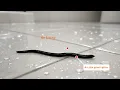Black Bathroom Worm Identified Is It Actually Dangerous