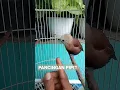 Download Lagu Suara pancingan burung emprit kaji, keras, jelas, lekukannya dapet, merangsang burung  dengar bunyi