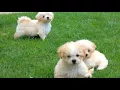 Cute Maltipoo Puppies Playing